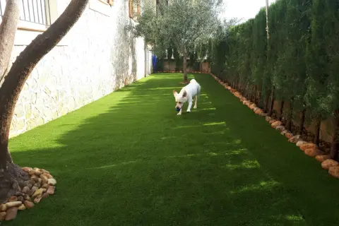 Un perro blanco juega con una pelota azul en un jardín con césped artificial.