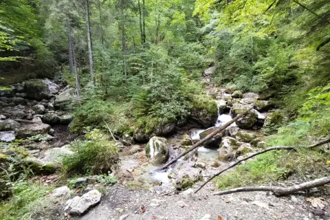 Ein kleiner Bach plätschert über Steine in einem dichten Wald. Die Reichenbachklamm Wanderung führt durch diese idyllische Natur.