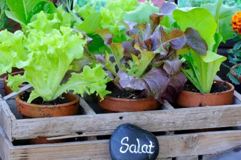 Frischer Salat kopf in verschiedenen Sorten, bereit für die Ernte.
