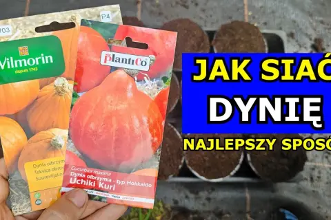 Kiedy sadzić dynie, by uniknąć błędów i uzyskać obfite plony