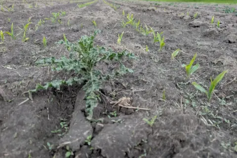 Chwast na polu kukurydzy. Zastanawiasz się, jak rozrobic randap, by pozbyć się tego intruza?