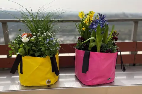 Zwei bunte Pflanztaschen, gefüllt mit blühenden Blumen im Juni. Gelb und Pink leuchten auf dem Balkon.