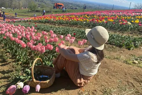 Bambina con cappello seduta in un campo di tulipani rosa e gialli, con un cesto di fiori accanto.