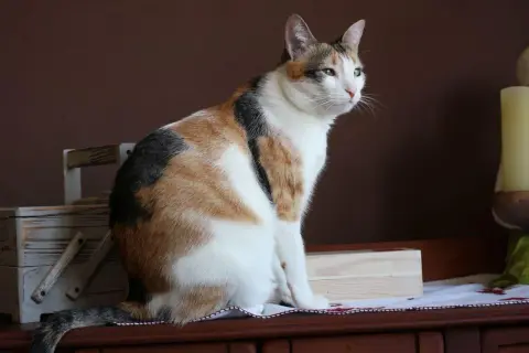 Gato tricolor sentado, con mirada atenta. Ideal para aprender como enseñar a un gato adulto a usar el arenero.
