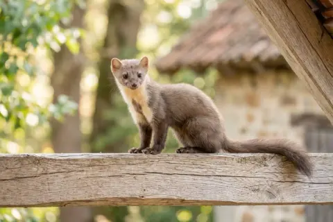 Ein Steinmarder sitzt auf einem Holzbalken. Was tun, wenn ein Marder im Haus ist?