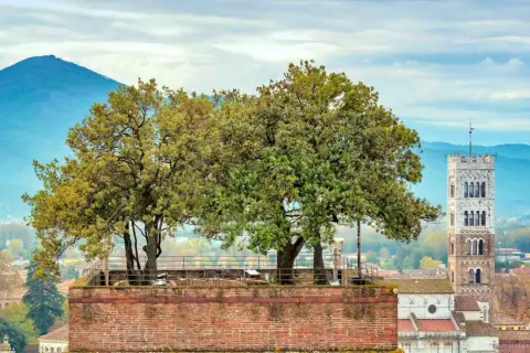 Alberi svettano dalla cima della Torre Guinigi, un'icona di Lucca, con montagne sullo sfondo.