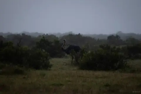 Ein Strauß im **Addo Nationalpark** auf einer nebligen Ebene, umgeben von dichter Vegetation.