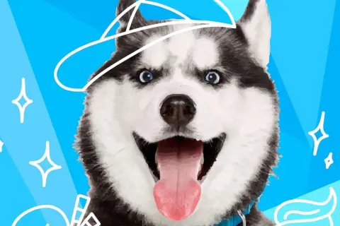 Uśmiechnięty pies rasy husky w białym kapeluszu, z niebieskimi oczami i wystawionym językiem, na tle błękitnego nieba z białymi gwiazdkami.