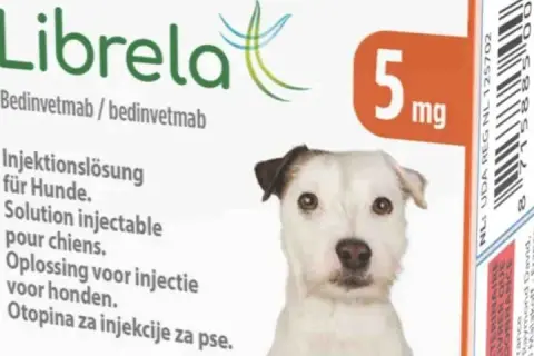 Librela dla psa jak długo stosować, aby uniknąć bólu i poprawić komfort