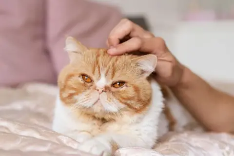 Gato exótico naranja y blanco recibe caricias en la cabeza, quizás disfrutando de los efectos relajantes de la valeriana para gatos.