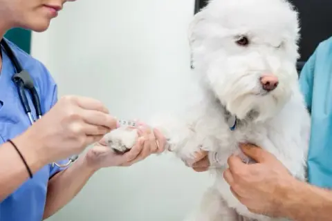 Veterinario 24 horas: atención urgente para tu mascota cuando más lo necesita
