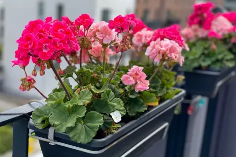 Kwitnące pelargonie w doniczce na balkonie, w odcieniach różu i fuksji.