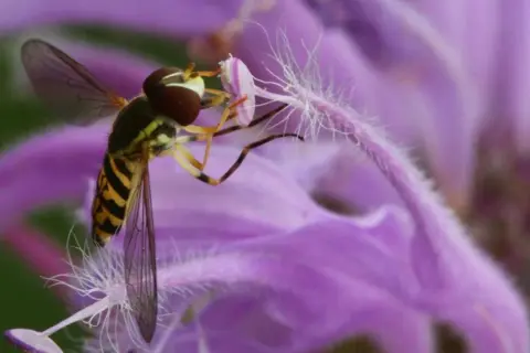 Un syrphe pyrastre, aux rayures jaunes et noires, butine une fleur violette aux longs pistils blancs.