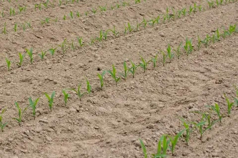 Jeunes pousses de maïs alignées dans un champ labouré. Le moment idéal pour savoir quand planter le maïs en pleine terre est lorsque le sol est réchauffé.