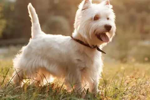 Westie w słońcu, szczęśliwy pies. Szukasz informacji o west pies cena?