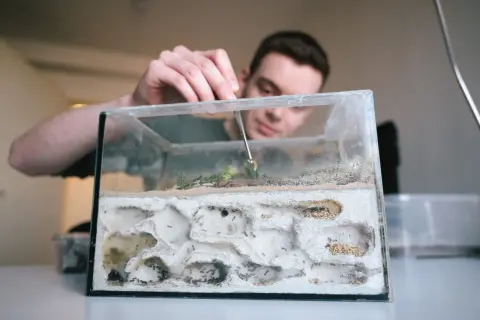 Mężczyzna z pęsetą nadzoruje mrówki w szklanym terrarium z tunelami.