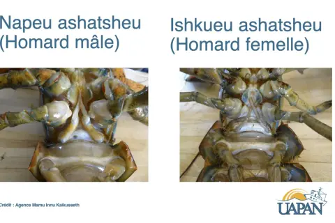 Comparaison des parties ventrales d'un homard mâle et d'une homard femelle, montrant les différences anatomiques.