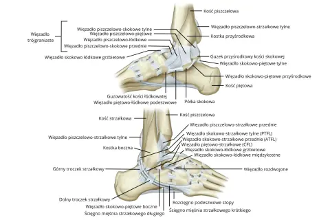 Anatomia więzadeł stawu skokowego z zaznaczonymi strukturami kostnymi i więzadłowymi.