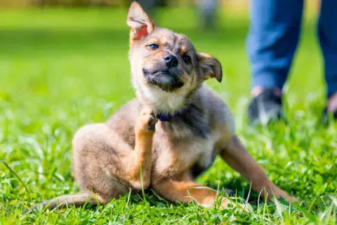 Repelente pulgas: soluciones naturales para proteger tu hogar y mascotas