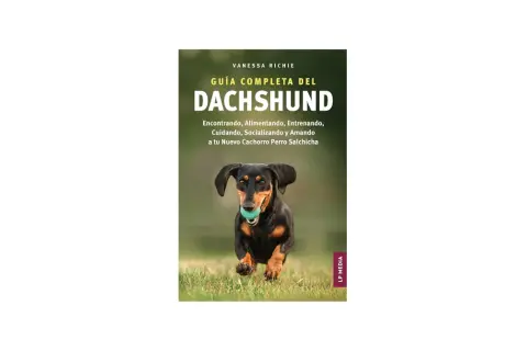 Guía completa del Dachshund, con consejos sobre qué dar de comer a un teckel. Un perro salchicha corre feliz con una pelota.