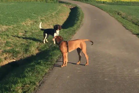 Zwei Hunde auf einem Feldweg. Der braune Hund trägt ein Geschirr, der schwarz-weiße Hund steht daneben. Hoffentlich hat sich keiner eine geprellte Rute beim Hund zugezogen.