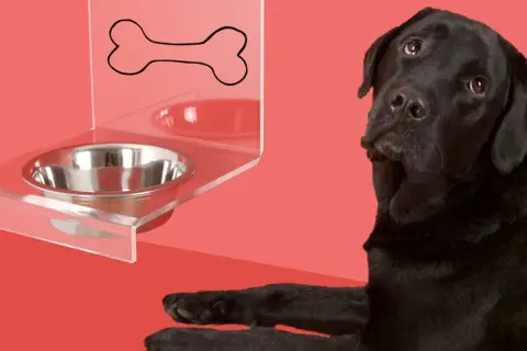 Un perro negro mira con desconfianza un cuenco de agua vacío. ¿Será que mi perro no bebe agua?