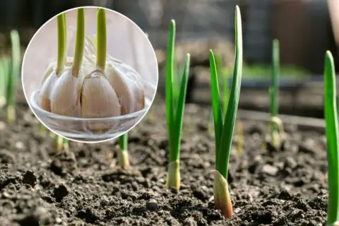 Jakie nawozy pod czosnek? Najlepsze sposoby na zdrowe plony