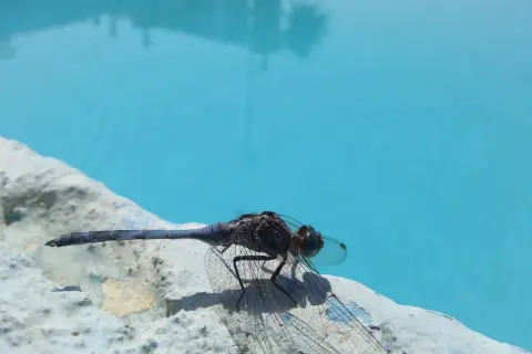 Un insecte, une libellule, se repose sur le bord d'un étang bleu vif.