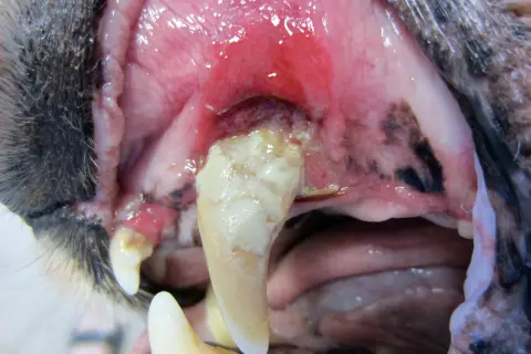 Gros plan sur la gueule d'un chien âgé, montrant des gencives enflammées et une dent cariée. La perte de dents chez un vieux chien peut survenir à tout âge.