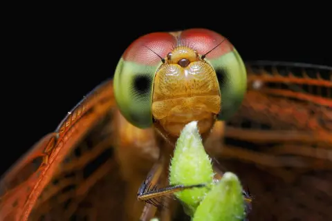 Macro insect photography captures a dragonfly's striking red and green eyes, intricate wings, and fuzzy green plant.