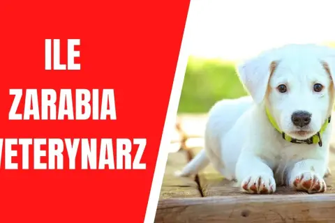 Ile zarabia weterynarz po studiach? Zaskakujące wyniki i czynniki wpływające na pensje