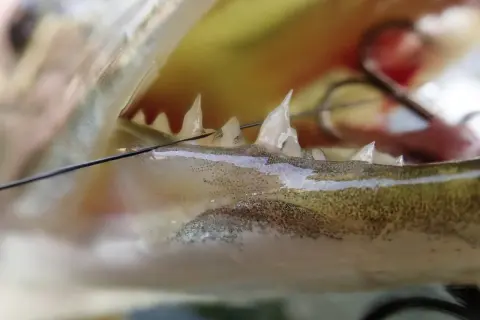 Nahaufnahme des Mauls eines Fisches mit scharfen Zähnen und einem Haken. Ein Wels Biss, der die Kraft des Fangs zeigt.