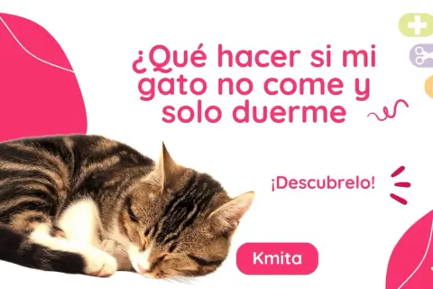 Gato atigrado durmiendo. Texto: "¿Qué hacer si mi gato no come y solo duerme?". Descubrelo!