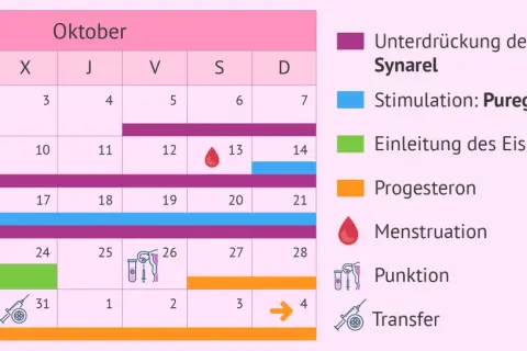 Kalender für schwanger werden tipps: zeigt Medikamentengabe (Synarel, Puregon, Ovitrelle, Progesteron), Menstruation, Punktion und Transfer.