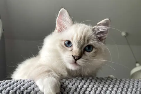 Uroczy kot ragdoll z niebieskimi oczami spogląda zza szarego, miękkiego podłoża.