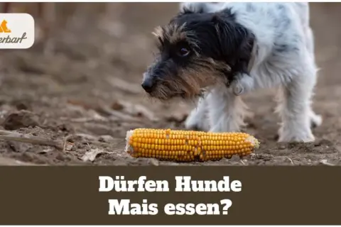 Ein neugieriger Hund betrachtet eine Maiskolben. Dürfen Hunde Mais essen?
