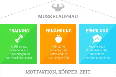 Muskelaufbau: Training, Ernährung und Erholung sind entscheidend. Nährstoffe, Kohlenhydrate, Protein und Fett zur richtigen Zeit helfen beim Muskelaufbau.