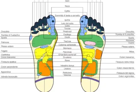 Mappa dei punti riflessi sui piedi per il massaggio. Ogni area corrisponde a organi e funzioni del corpo, utile per la riflessologia plantare.