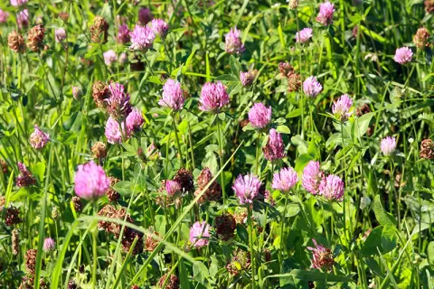 Czerwona koniczyna na trawniku: Skuteczne metody zwalczania i zapobiegania