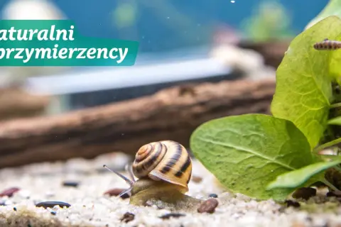 Ślimak w akwarium, naturalny sprzymierzeniec w walce o czystość. Dowiedz się, jak pozbyć się ślimaków z akwarium, gdy stają się problemem.