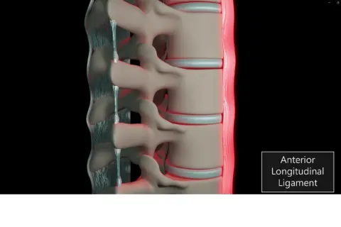 Detaljerad vy av ryggradens ligament, som visar dess struktur och funktion för att stabilisera ryggraden.