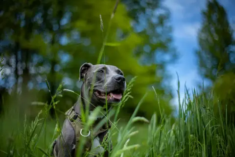Szary amstaff w zielonej trawie, zadowolony z życia. Ile żyje amstaff? Tyle, ile mu zapewnimy miłości i troski.
