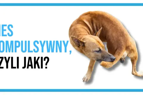 Pies kompulsywny, czyli jaki? Brązowy pies gryzie sobie łapę, co może być objawem OCD u psa.