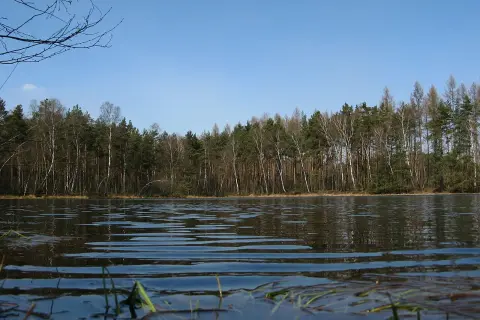 Spokojny czarny staw w Niepołomicach otoczony lasem. Woda lekko faluje, odbijając drzewa i błękitne niebo.