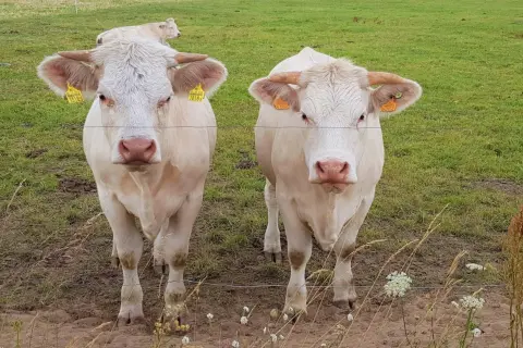 Dwa bydła szarolez stoją na zielonej łące, patrząc wprost na widza. W tle widać kolejne zwierzę.