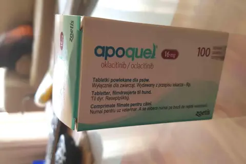 Opakowanie leku Apoquel 16 mg dla psów, zawierające 100 tabletek. Pomaga zwierzętom z problemami skórnymi.