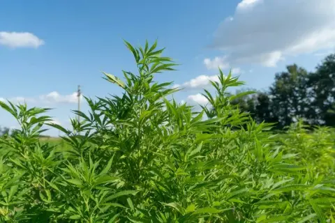 Cuándo plantar marihuanas exterior para evitar errores comunes