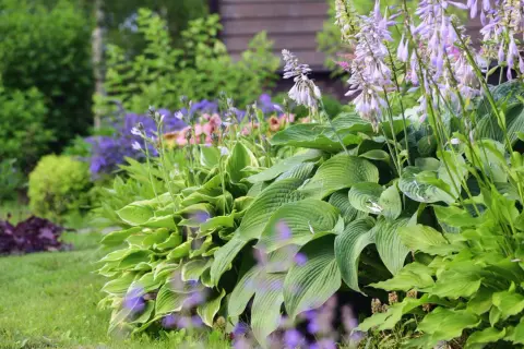 En lummig trädgård med frodiga blad och lila blommor. En perfekt plats att plantera perenner för en vacker sommar.