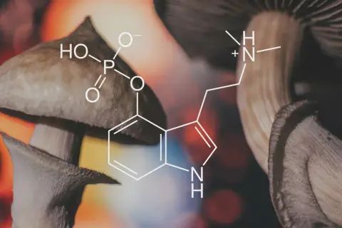 Grzyby halucynogenne z nałożonym wzorem chemicznym psylocybiny.