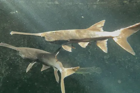 Deux poissons spatule nagent dans l'eau trouble, leurs longs museaux pointant vers l'avant.